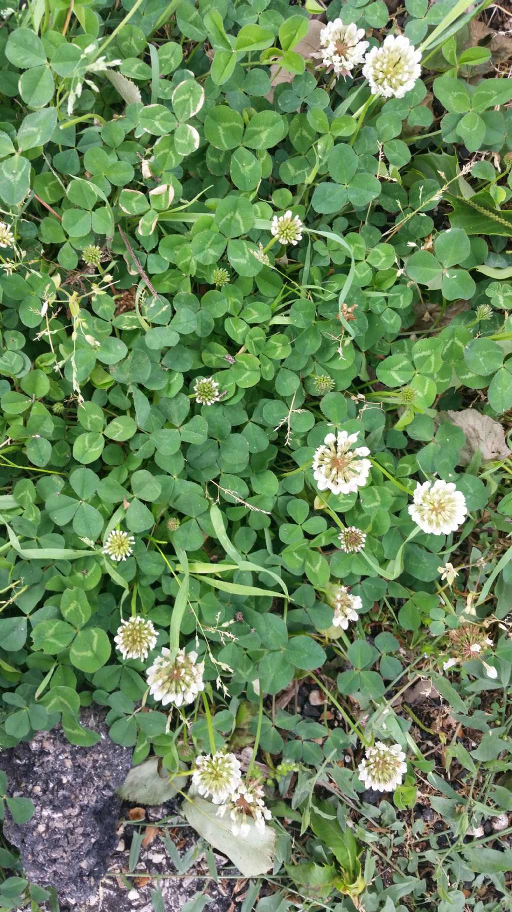 Trifolium repens (Fabaceae)